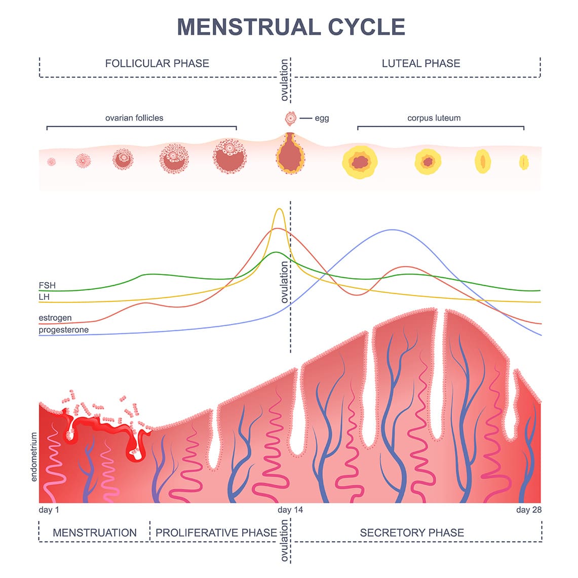 your-period-nurse-barb